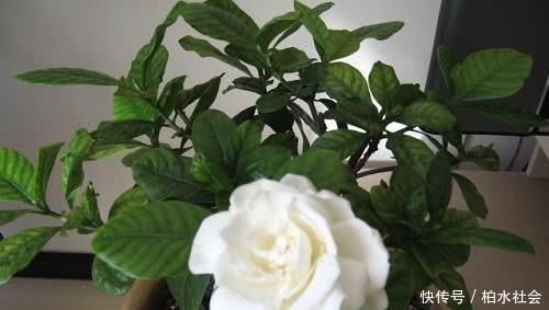 不少花友|被称醋坛子的3种花,浇水时加点醋,花苞不断冒