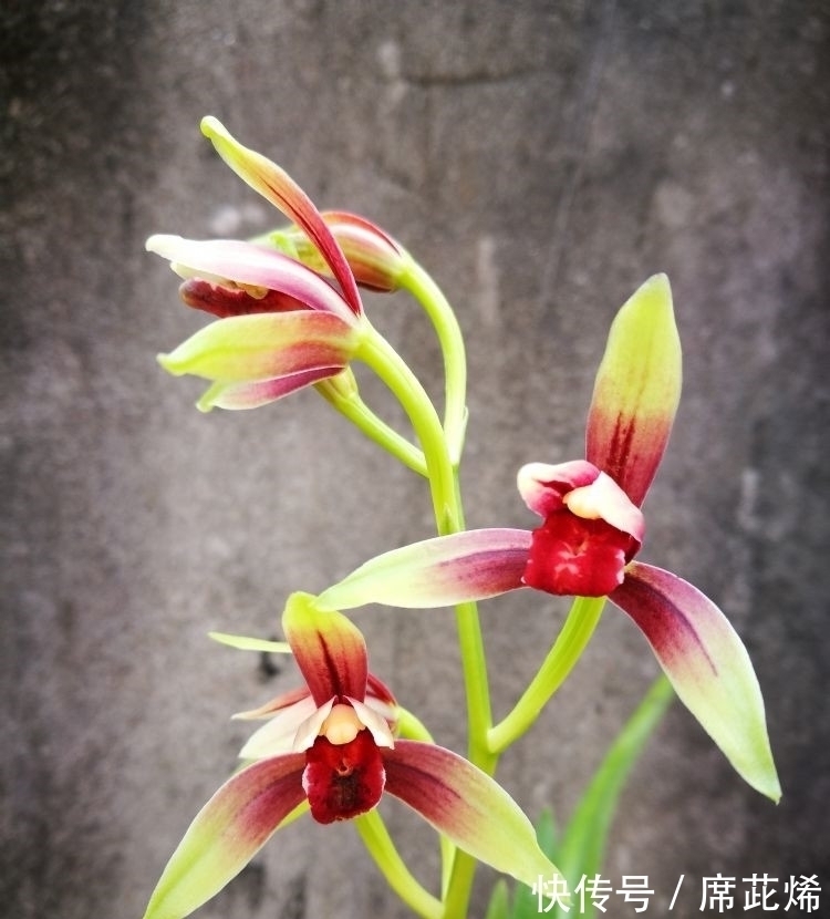 国魂兰花被誉为“四大天后”之一,开花比鸡血还红,花香迷人