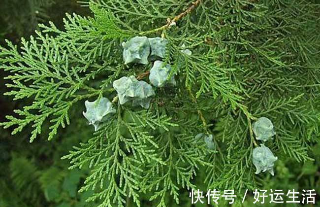 洗头|少年白头,莫慌!常用此叶子洗头,失眠好了,白发渐渐变为黑发!