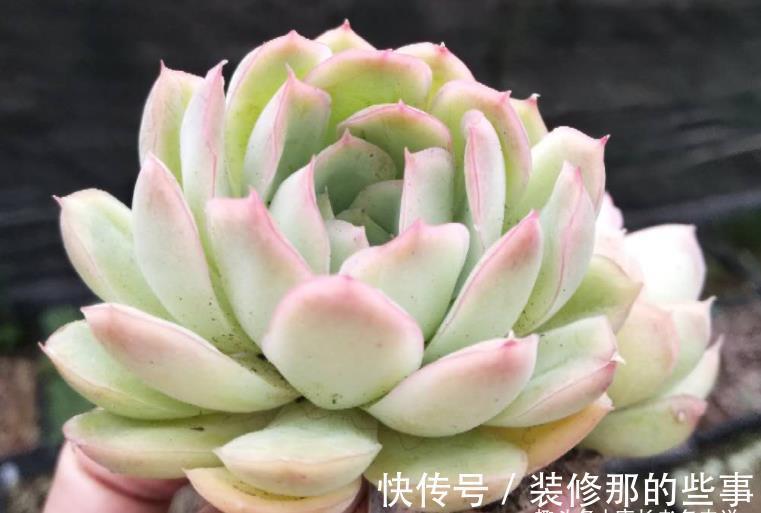 冰梅|月影系多肉之冰雪女王——平常颜色有点白，出状态时却黄中带红