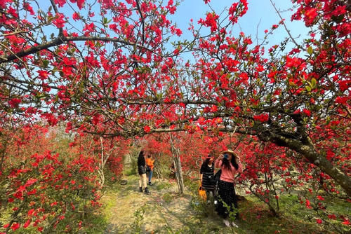 四川2000亩海棠花开了，是中国海棠第一村，成都出发40分钟到达