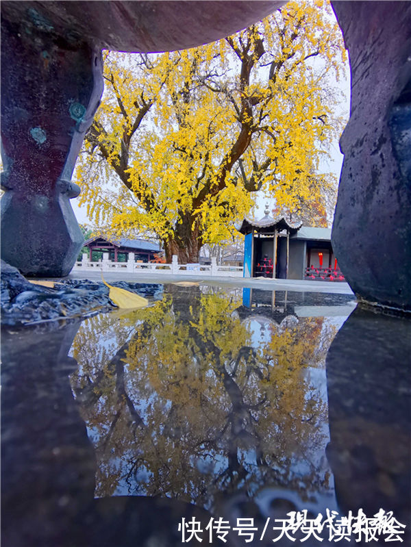 银杏|美了1500年，南京惠济寺三棵古银杏再迎颜值巅峰