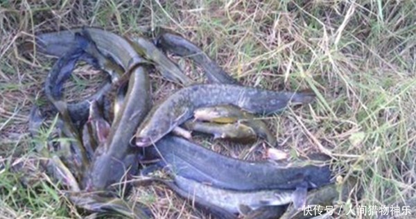 手竿钓鲶鱼，这种钓法才够狠，不愁不上鱼，渔获轻松翻几倍