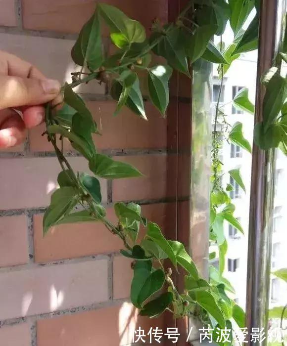 厨房里这9种菜根不要扔，泡水就能活，比绿萝好看多了！