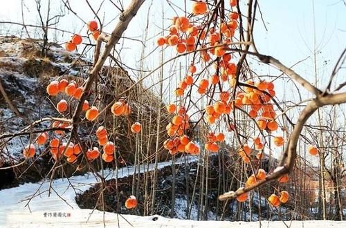 一方水土：这条沟的柿子一直不摘，雪打红柿特别美