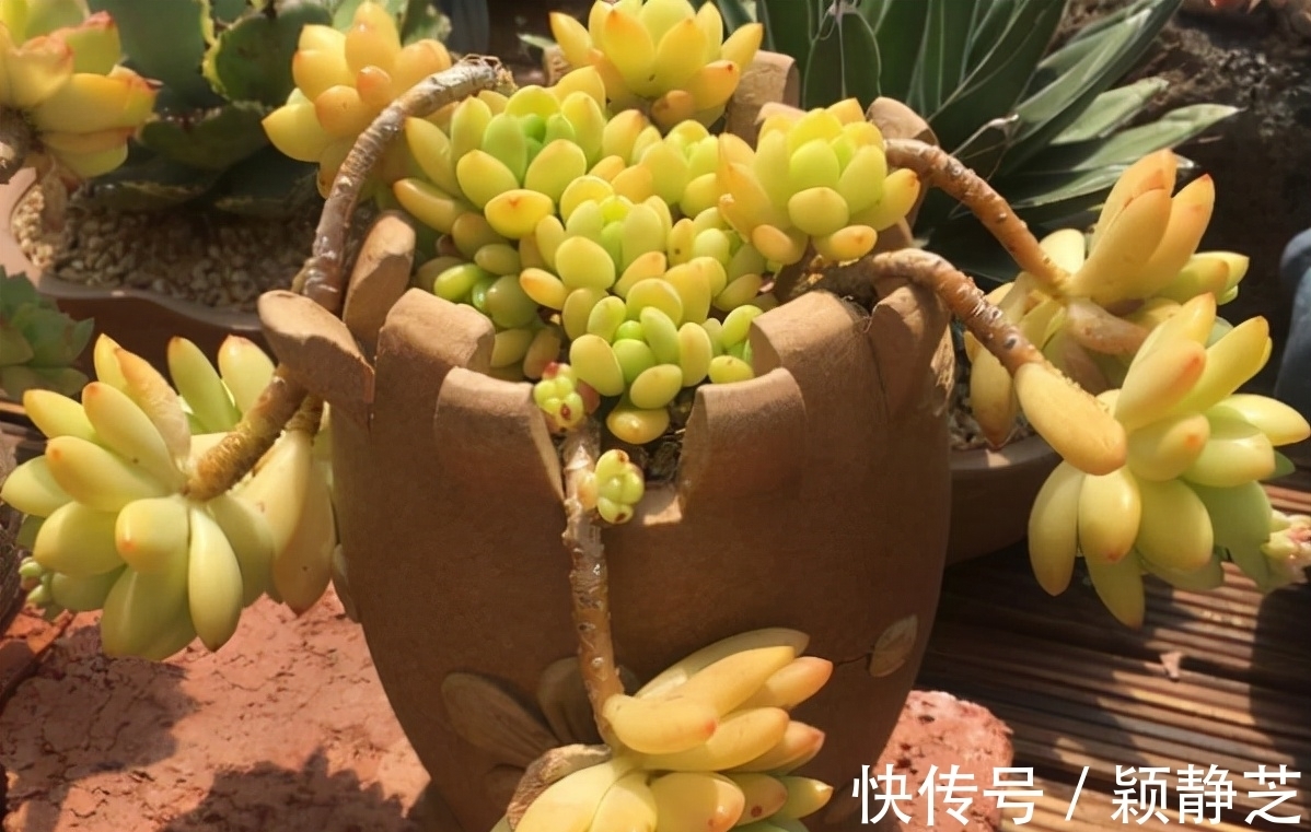 叶片|这8种多肉自带香味,家里放几盆满屋飘香