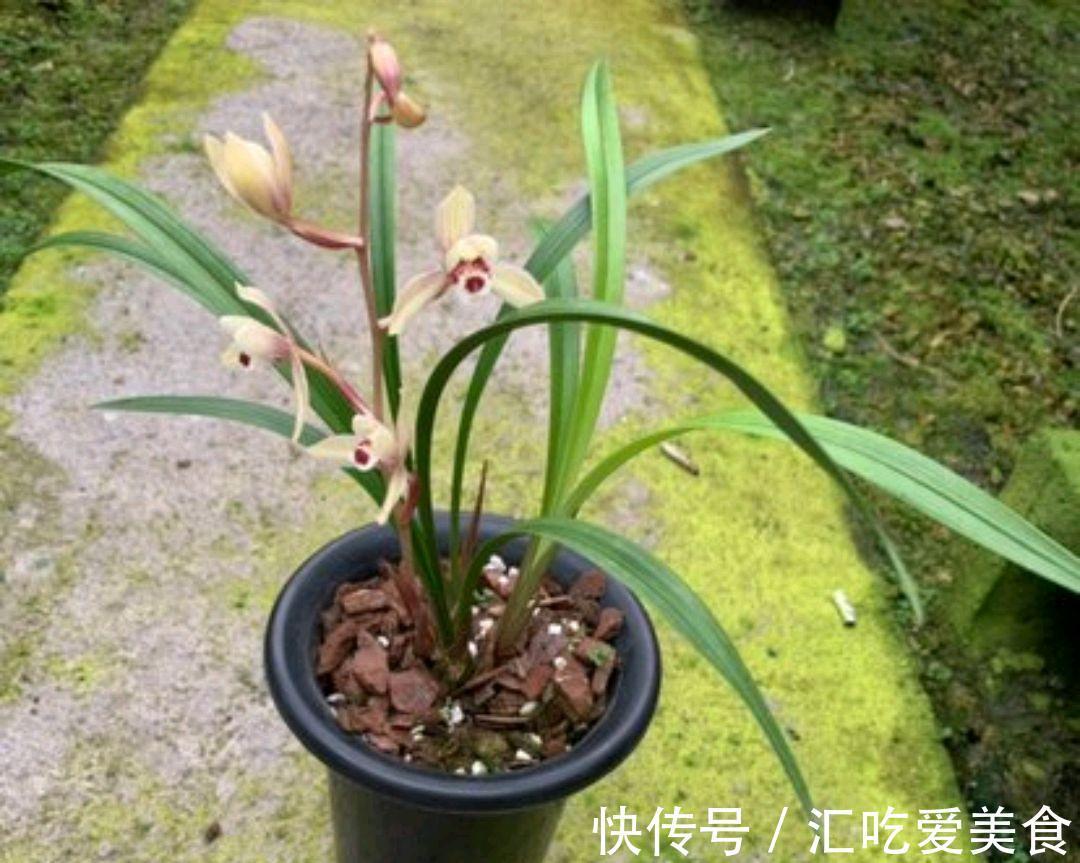 北方养兰,太难,这些技巧一定重视