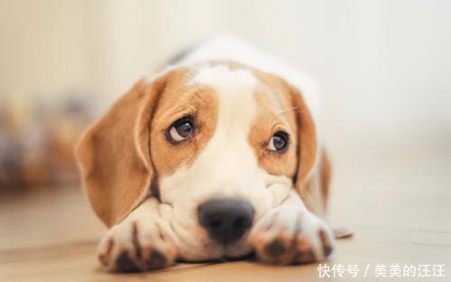 泰迪狗乳腺增生怎么办 泰迪狗乳腺增生怎么办