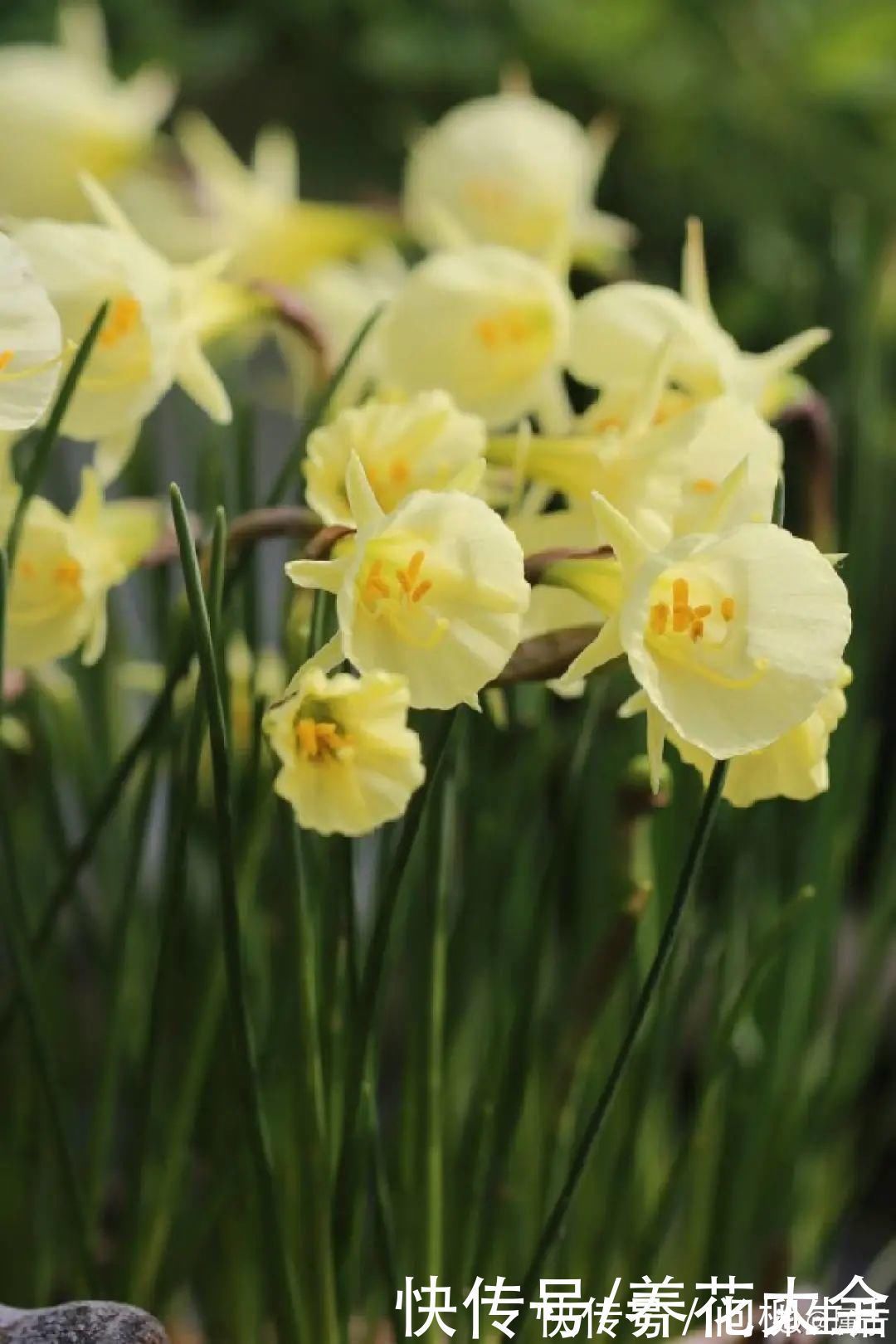 水仙|上万块的蟹爪兰,开花像烟花,养过的人不多