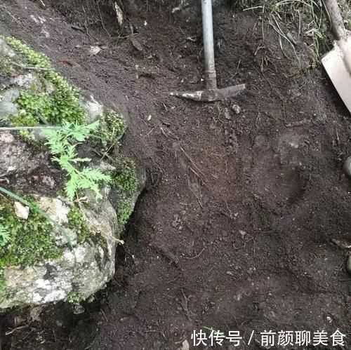 营养土还在买？3种东西混一混，变成万能花土，养啥旺啥！