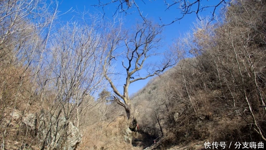 再访秦岭岭沟，去看千年古树，没有想到的是，竟还有人也惦念着它