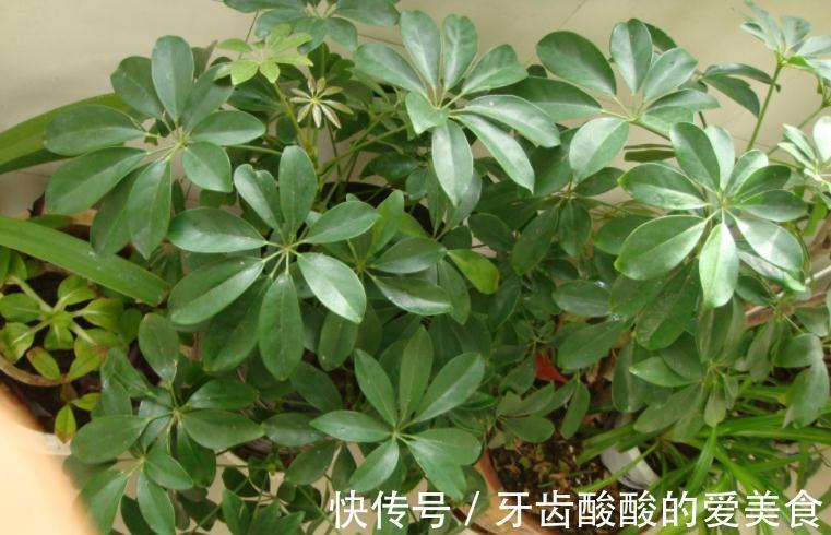 冬天盆栽这4样植物,“懒养”比“勤养”好,不信你试试