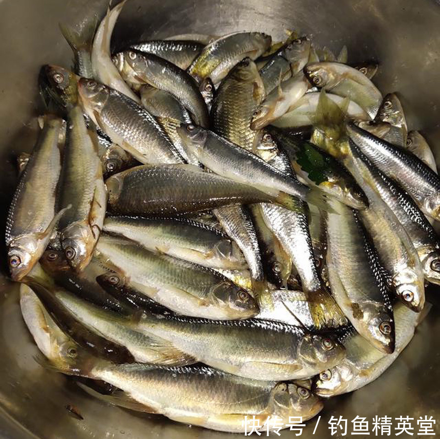 野钓白条的几种方法,上鱼速度一绝,一天钓十几斤是家常便饭