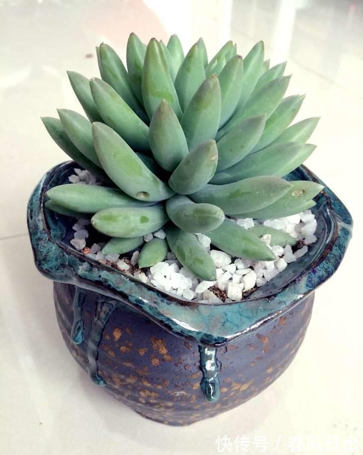 土壤|多肉植物千佛手其实不难养，抓住6个要点，养得健康又漂亮