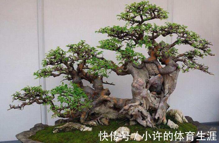 金雀盆景怎么浇水好,金雀养护有哪些注意事项