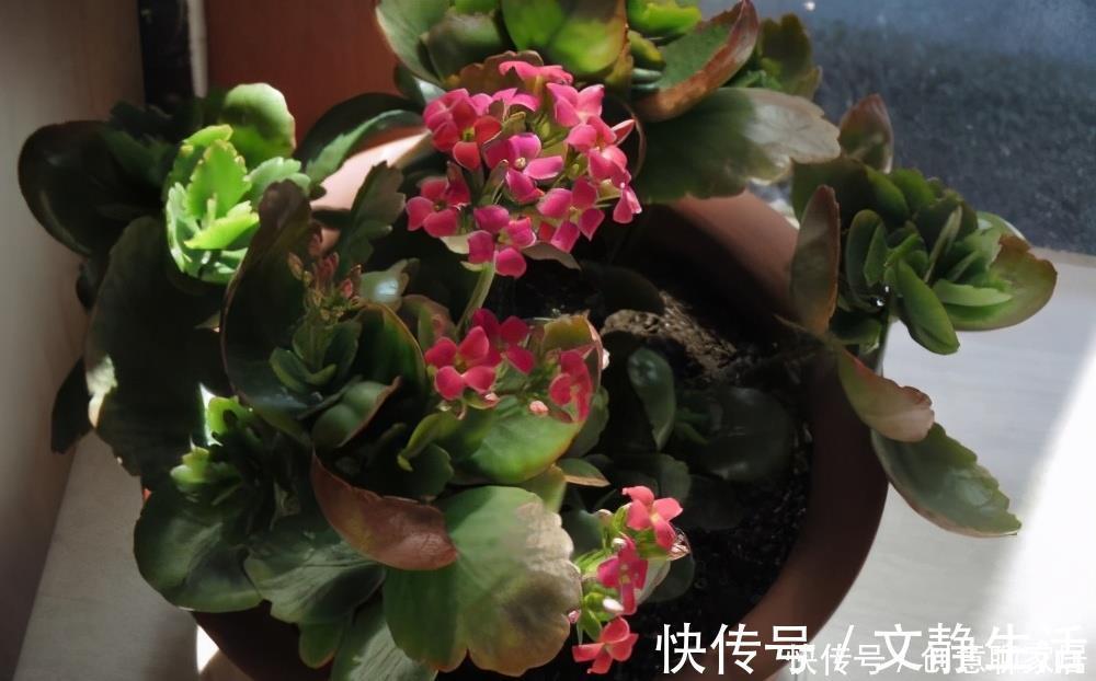 长寿花为什么不开花?先不要放弃,可能是花期推迟了