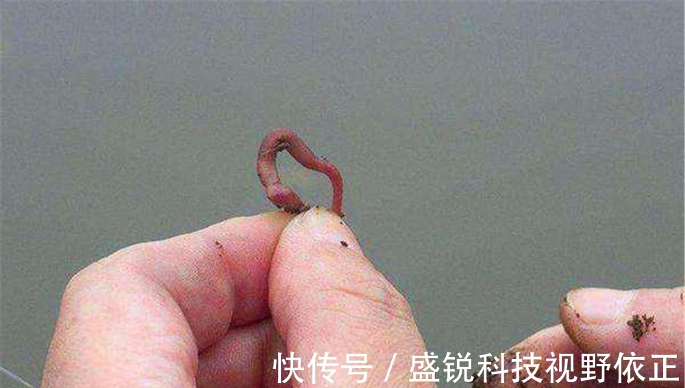 收获|野钓鲫鱼，能做到“三多”和“两勤”，收获一定少不了！