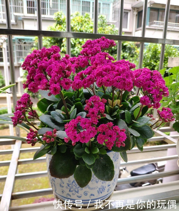 喜欢养花,不如养盆玛丽玫瑰,可媲美牡丹,是盆栽佳品