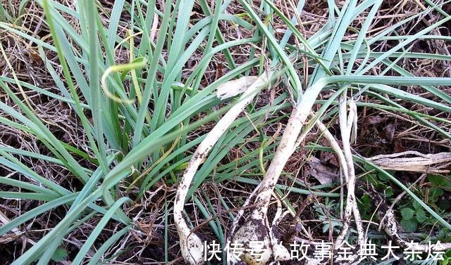 鳞茎|悄悄告诉你它是最好的野菜之一,若见到别告诉别人,留着慢慢挖