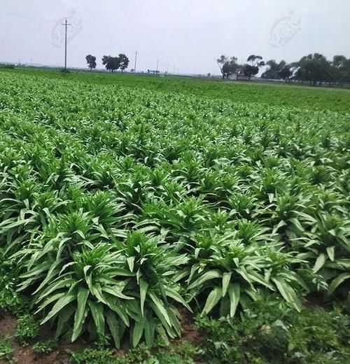  莴笋和莴苣有区别吗？怎么区分？