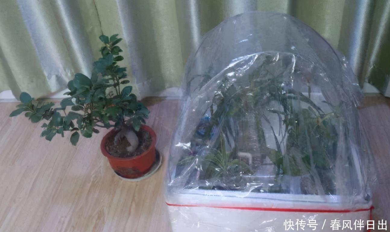 塑料袋作为生活垃圾，养花却堪称“全能”，用法多样