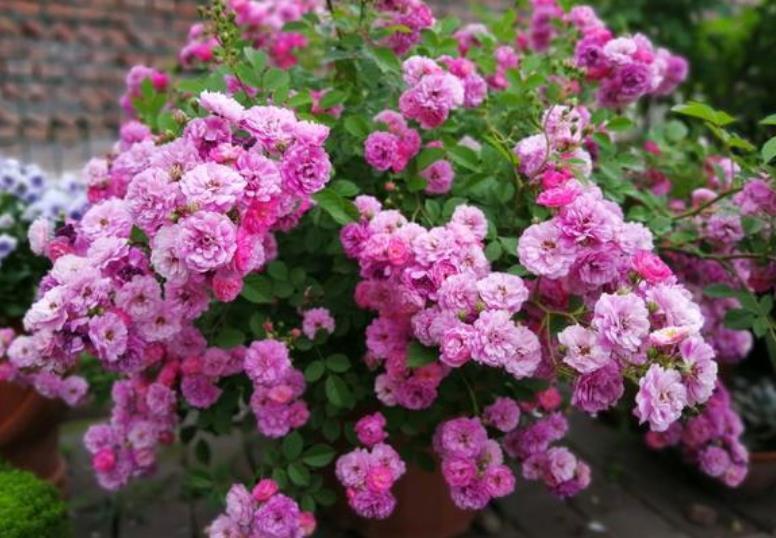 此款花卉便宜又好养,丢到阳台,花型圆滚惹人爱,值得拥有