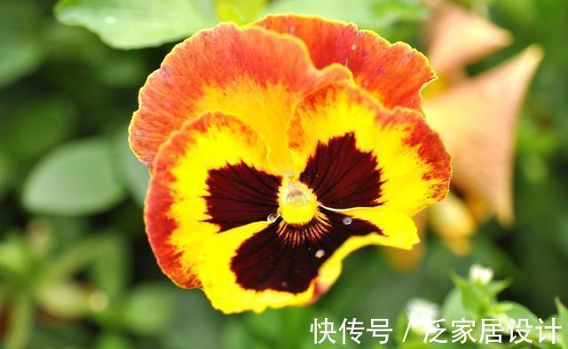 蝴蝶兰|农历7月1日开始,养花养个耐看的,花色艳丽,花开芳香四溢