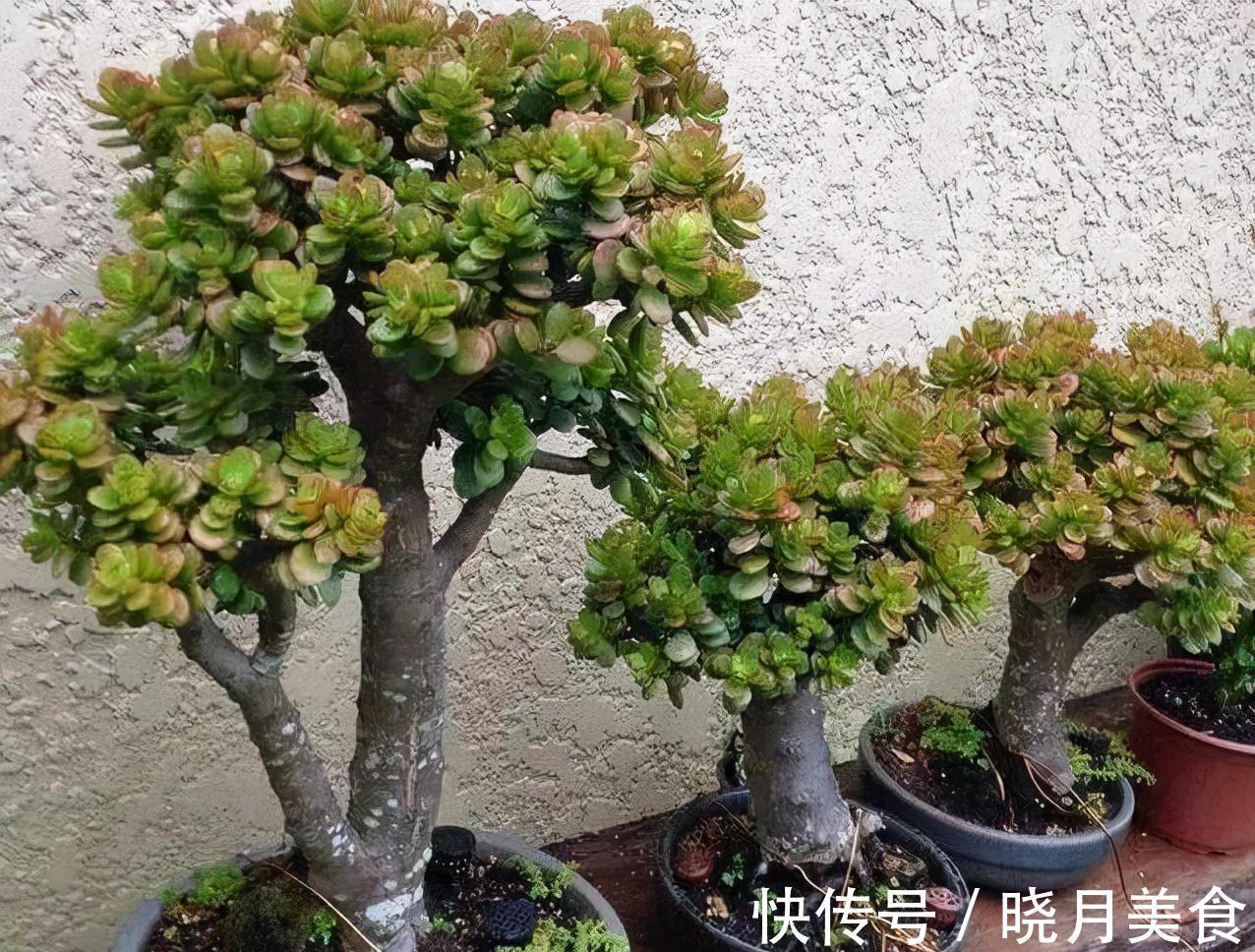 冷天养这8种花,有钱也要穷着养,断粮、少水更抗冻