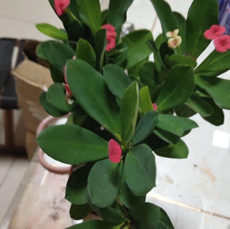 虎刺梅|盆栽虎刺梅,日常这么养,才能爆出一大片小花!