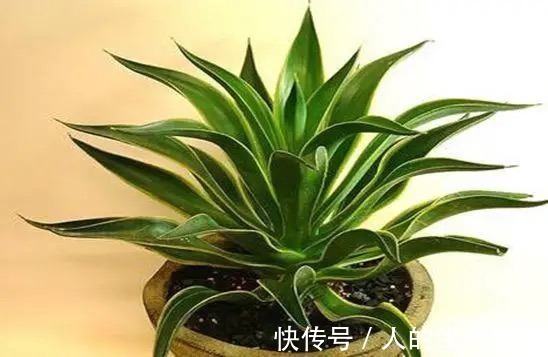 比国宝熊猫还要稀少,花开霸气十足,知道的人可不多!