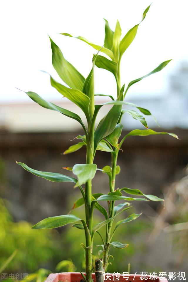 单数|为什么富贵竹“养单不养双”？老阿姨一句话，庆幸自己养对了