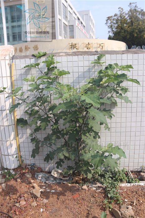 腰肌劳损|水茄,见过吗可用于跌打瘀痛,腰肌劳损,胃痛,牙痛