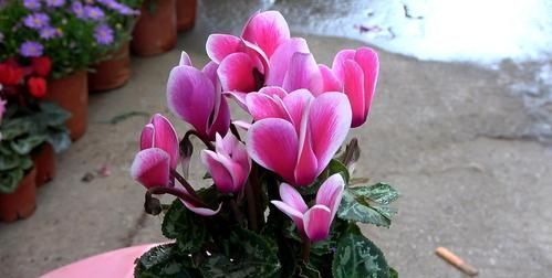 5种花即使“枯死”,也别“喷水”,否则会黄叶,烂叶,掉花苞!