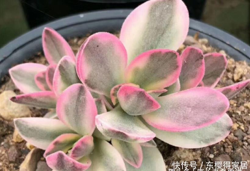 朝霞锦|如朝霞一般漂亮的多肉——朝霞锦,据说它还是传说中的摇钱树出锦
