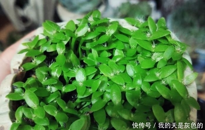 火龙果|4种水果核,撒到小花盆,一个月变精致小盆栽,还能养开花