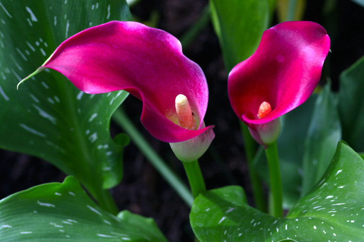 颜值担当，气质貌美，这样的彩色马蹄莲谁能不爱