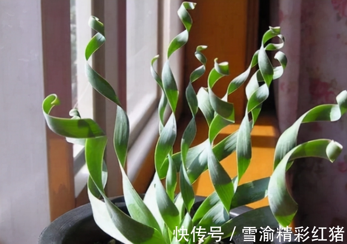 9种多肉长相很奇特,家里养上一盆,新奇又别致