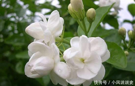 4种漂亮花,好打理,易爆盆,开满整个花盆,快养起来吧