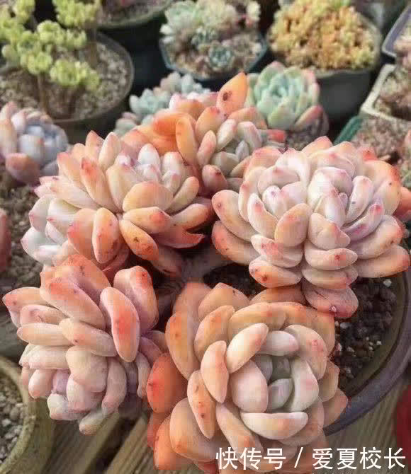 多肉|多肉养的时间久了,失去了兴致,家里还剩下这么多,该怎么处理