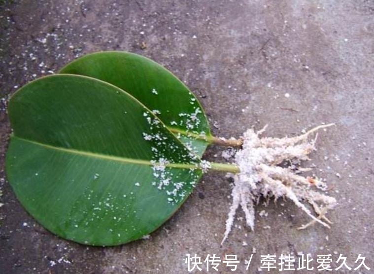 4类花卉,可以拿叶子繁殖,新手也能扦插养活