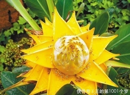 花期|花期最长的花朵，神秘的一朵都能保持半年，你肯定都没有见过！