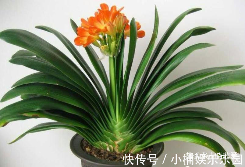 容易被水浇死的“14种花”，手太勤反而养不活