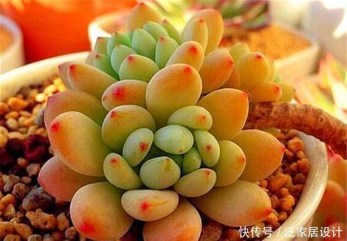 值得|3种香香多肉,好养颜值高,易爆崽长成群生小老桩,值得拥有!