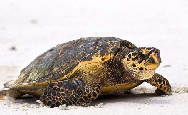  神秘|古塔下现13枚神秘古币，专家搞不清它的来头，却咬定是世界级奇珍