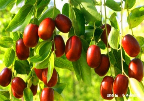 芋头芋头|爱美的女性要多吃4种食物，排毒养颜、延缓衰老，有益健康