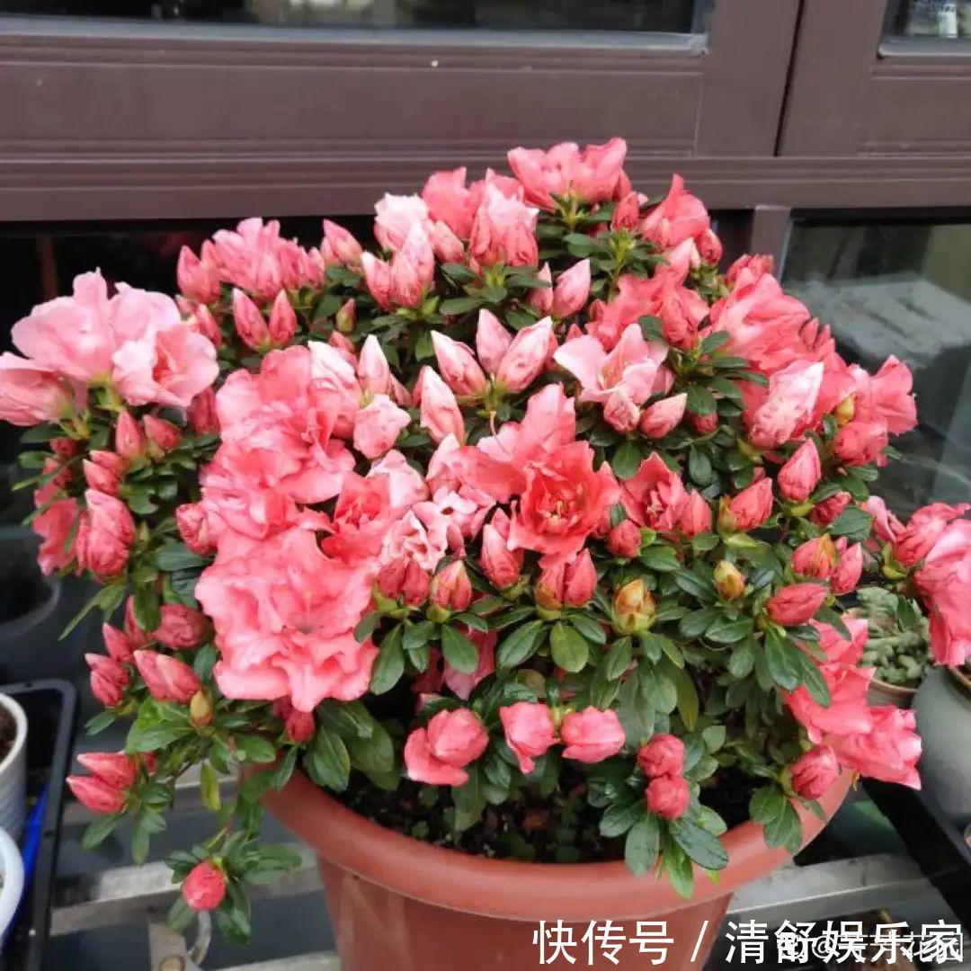 叶芽|君子兰千万别喷水，一喷水就烂叶，3天就要死翘翘！