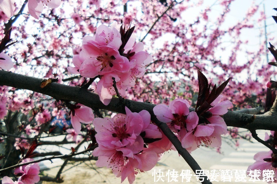 财神爷|财神爷都喜爱的四个生肖，大富大贵无病无灾，子女孝顺，晚年清闲