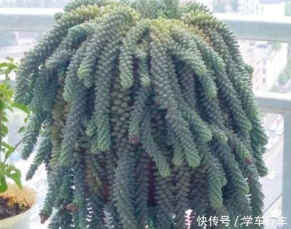 “吊着养”的多肉,不要控养撒欢长,千珠万珠垂落,阳台一片好景!