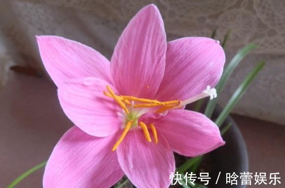 开花|家里喜欢养花,此款花卉一年四季开花,花艳易爆盆,开花一簇一簇