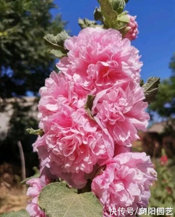 萌发生长|8种可地栽花卉，买点花种子，撒到家门口，一到夏天全是花